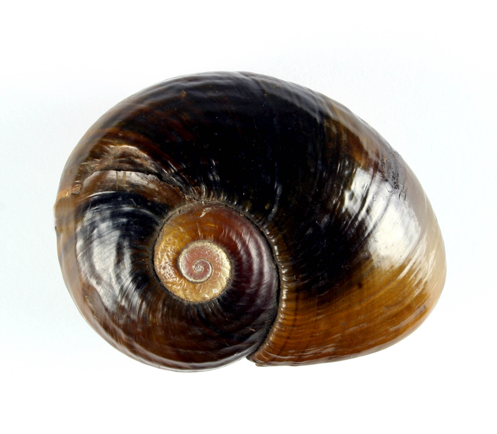 Kauri Snail Shells HC114