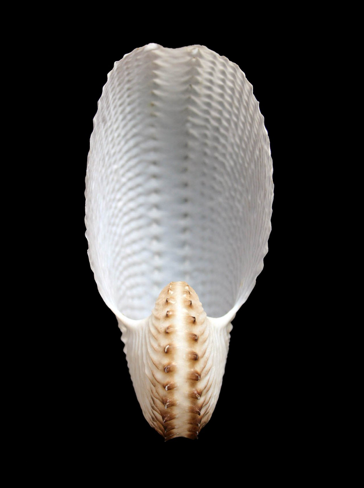 Shells, Paper Nautilus & Cask HC117/1-2