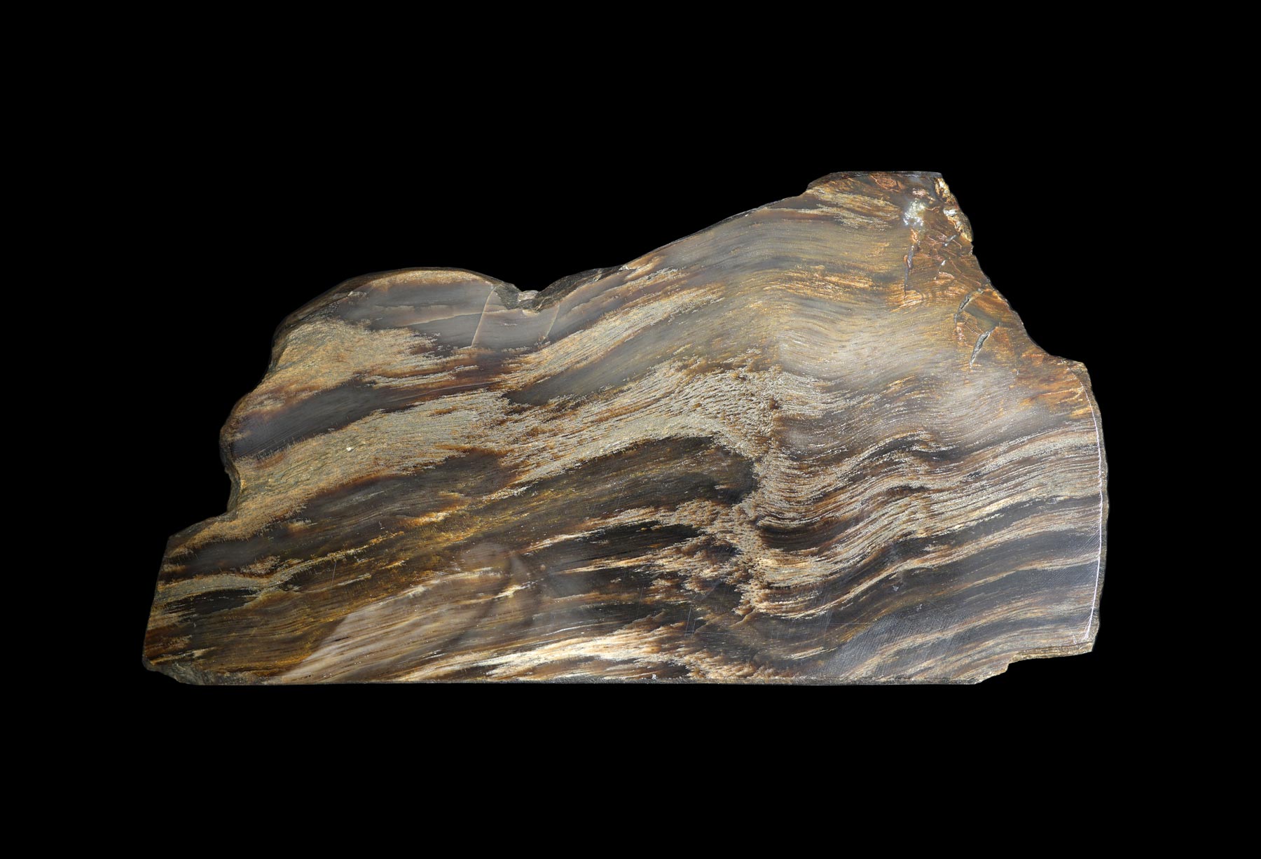 Ammonite and petrified wood HC192