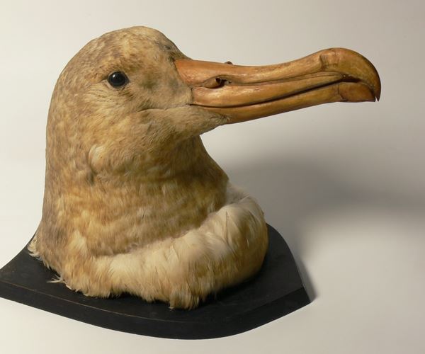 Mr Pillans’ Albatross Head