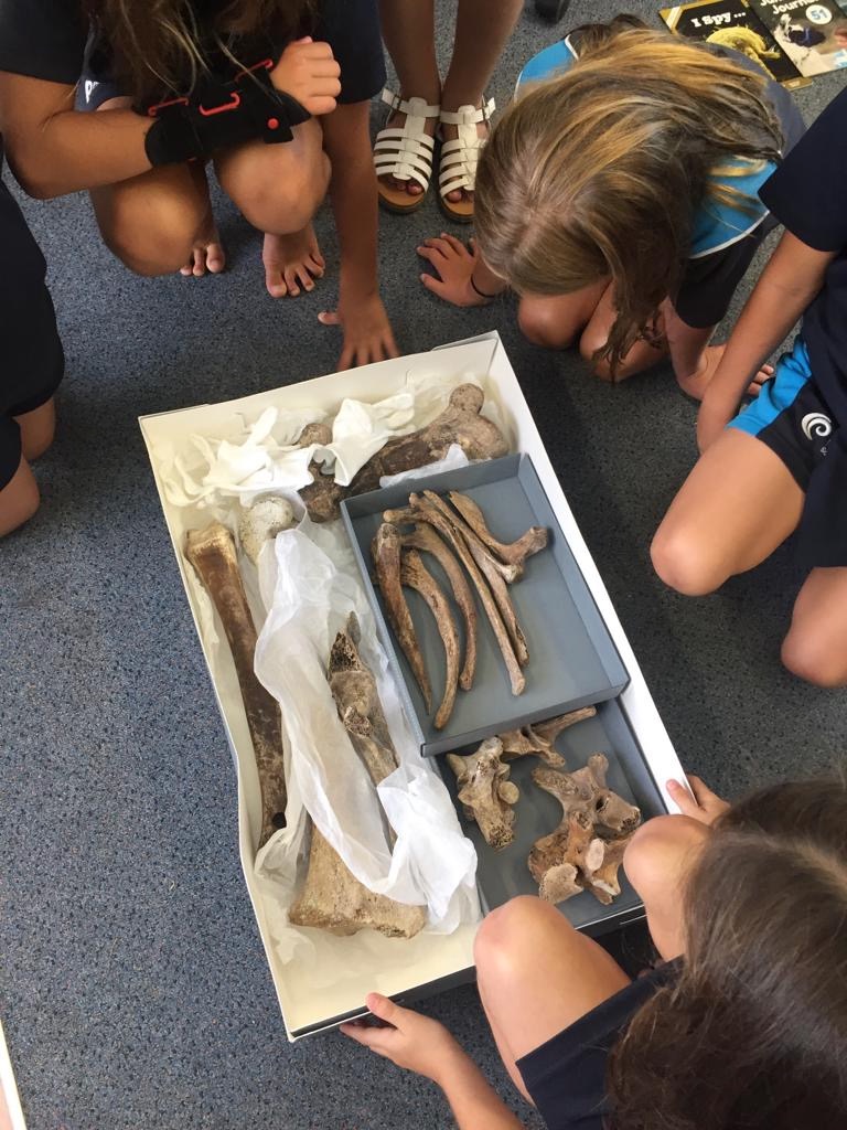 Moa bones: Hands on learning