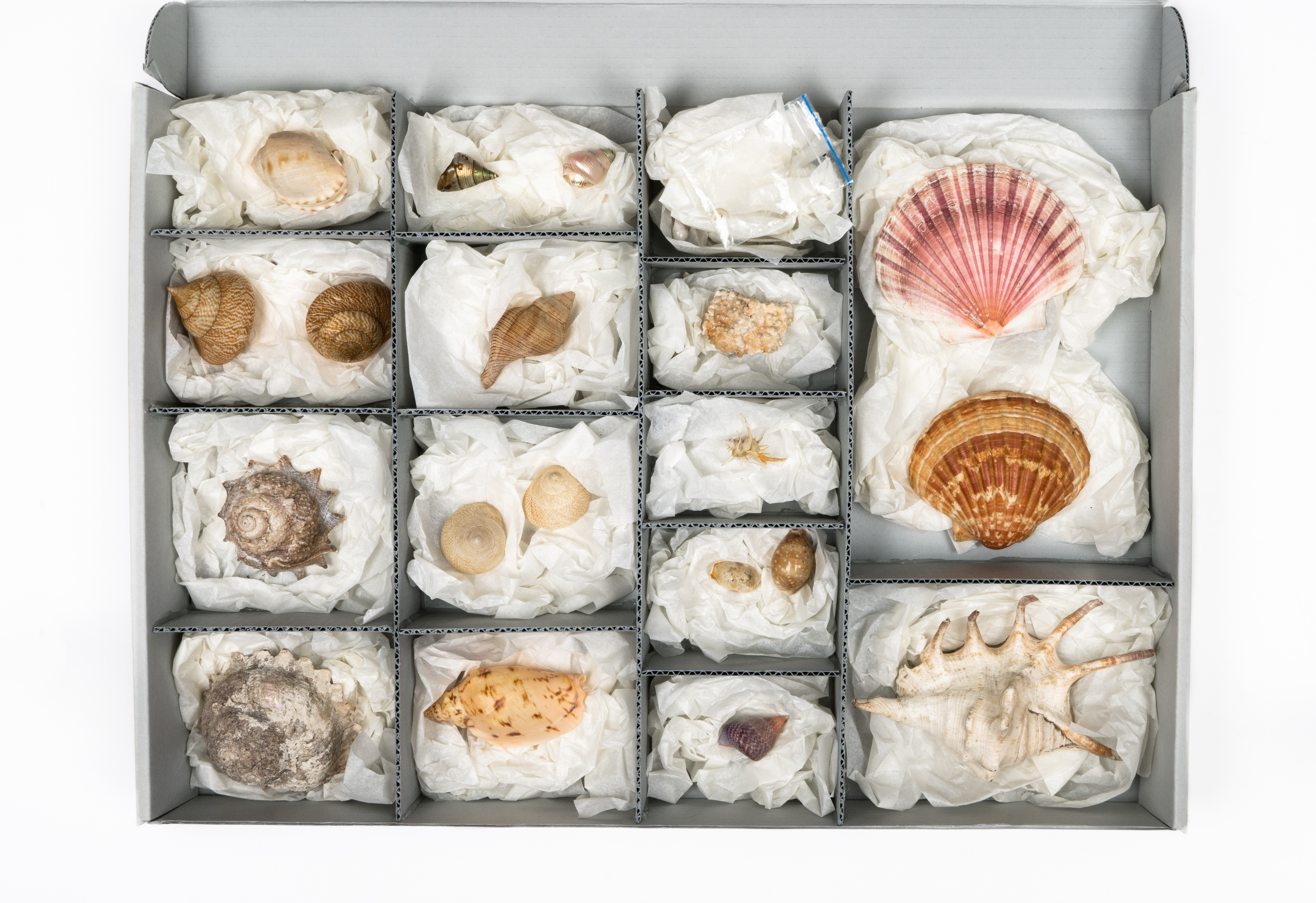 Collection of Shells HC118/1-22