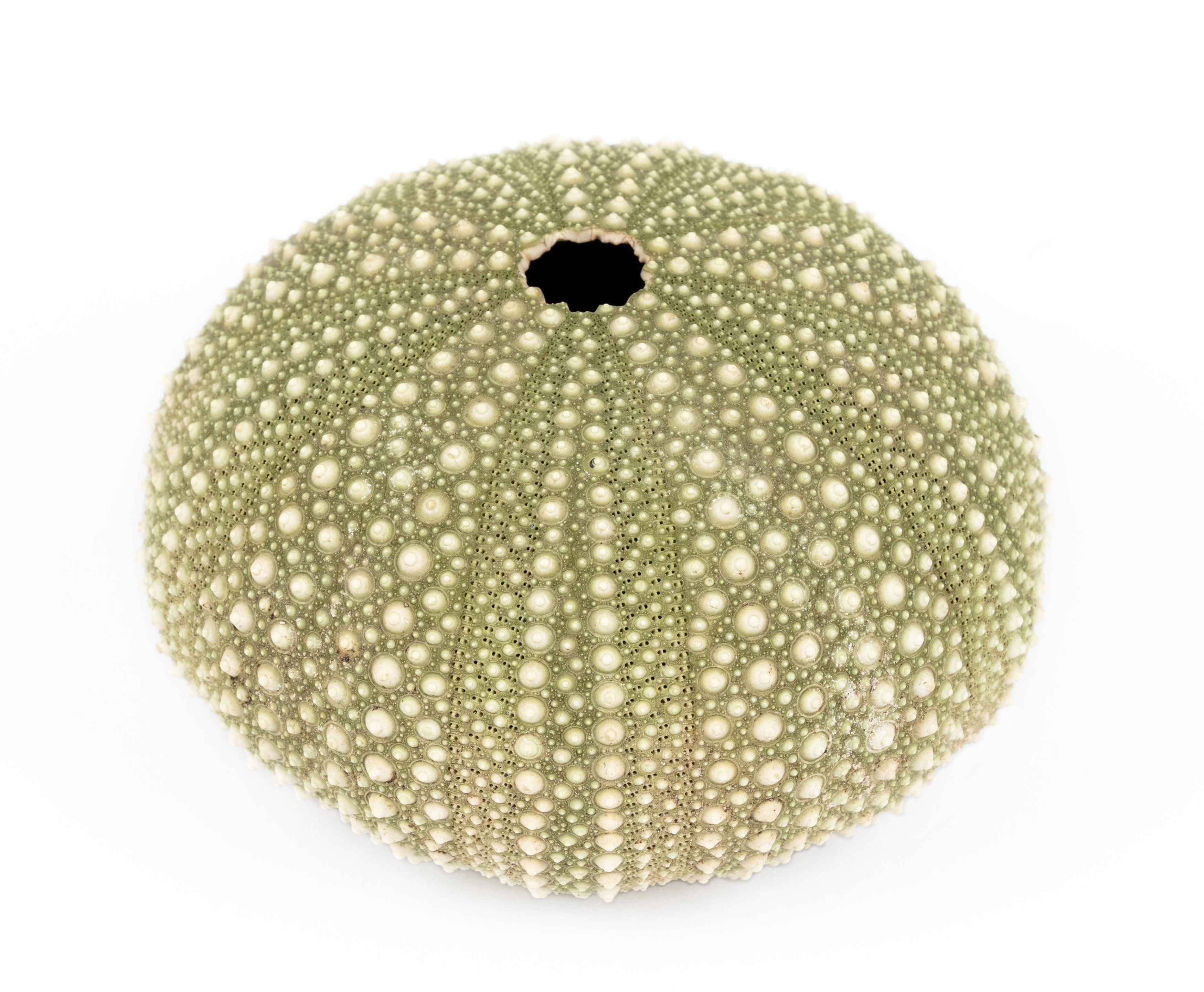 Collection of Kina, Sea Urchins HC116