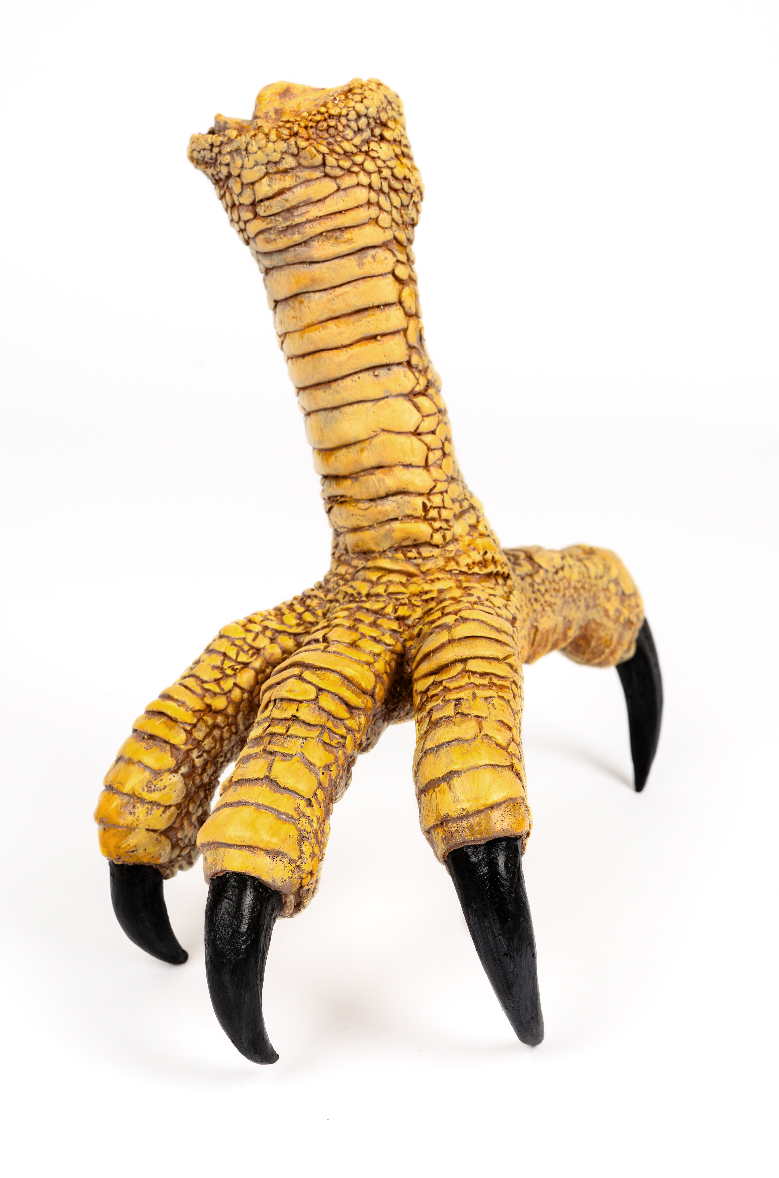 HC24 replica Pouakai | Haast's Eagle claw