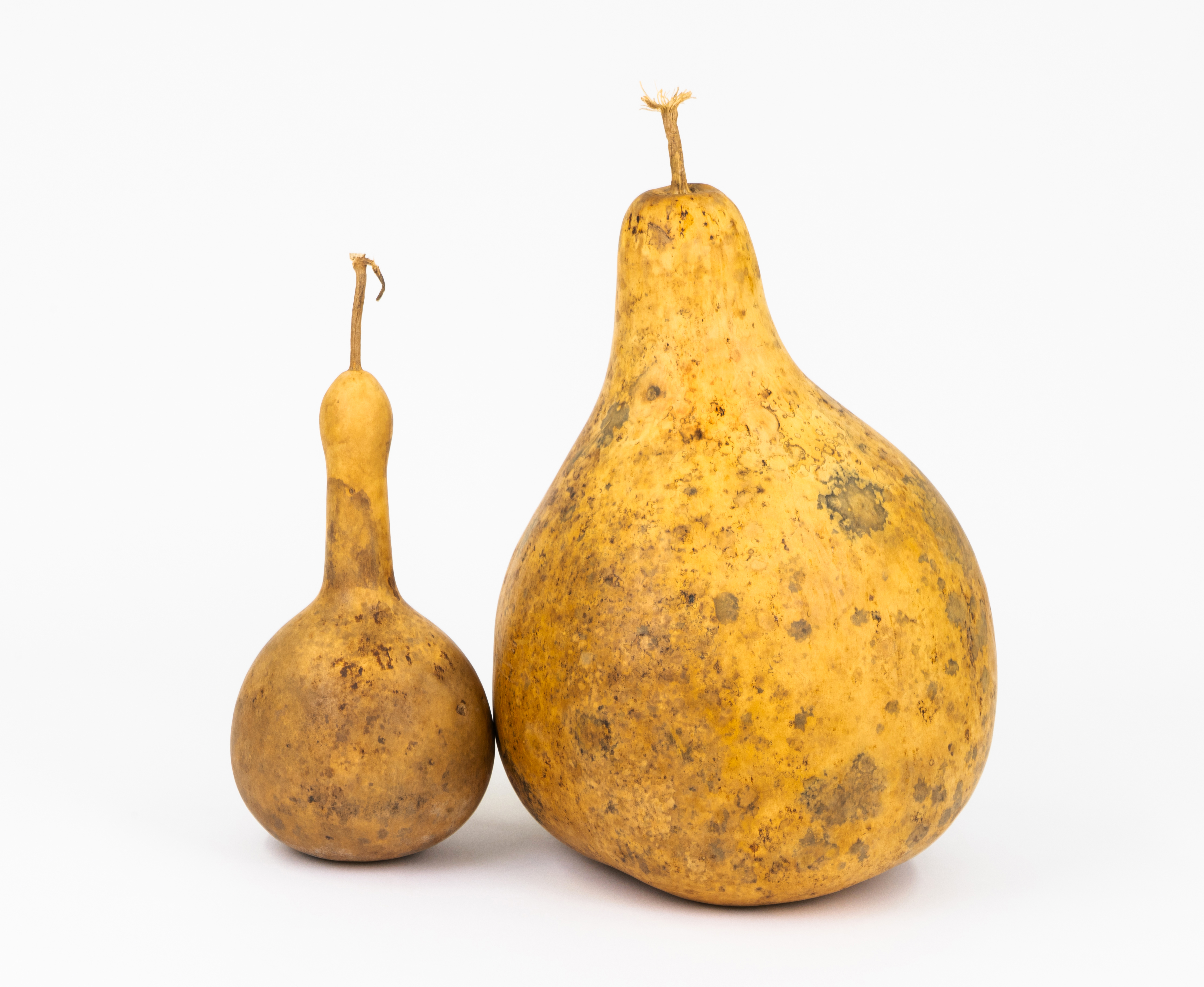 Large and Small Hue HC29