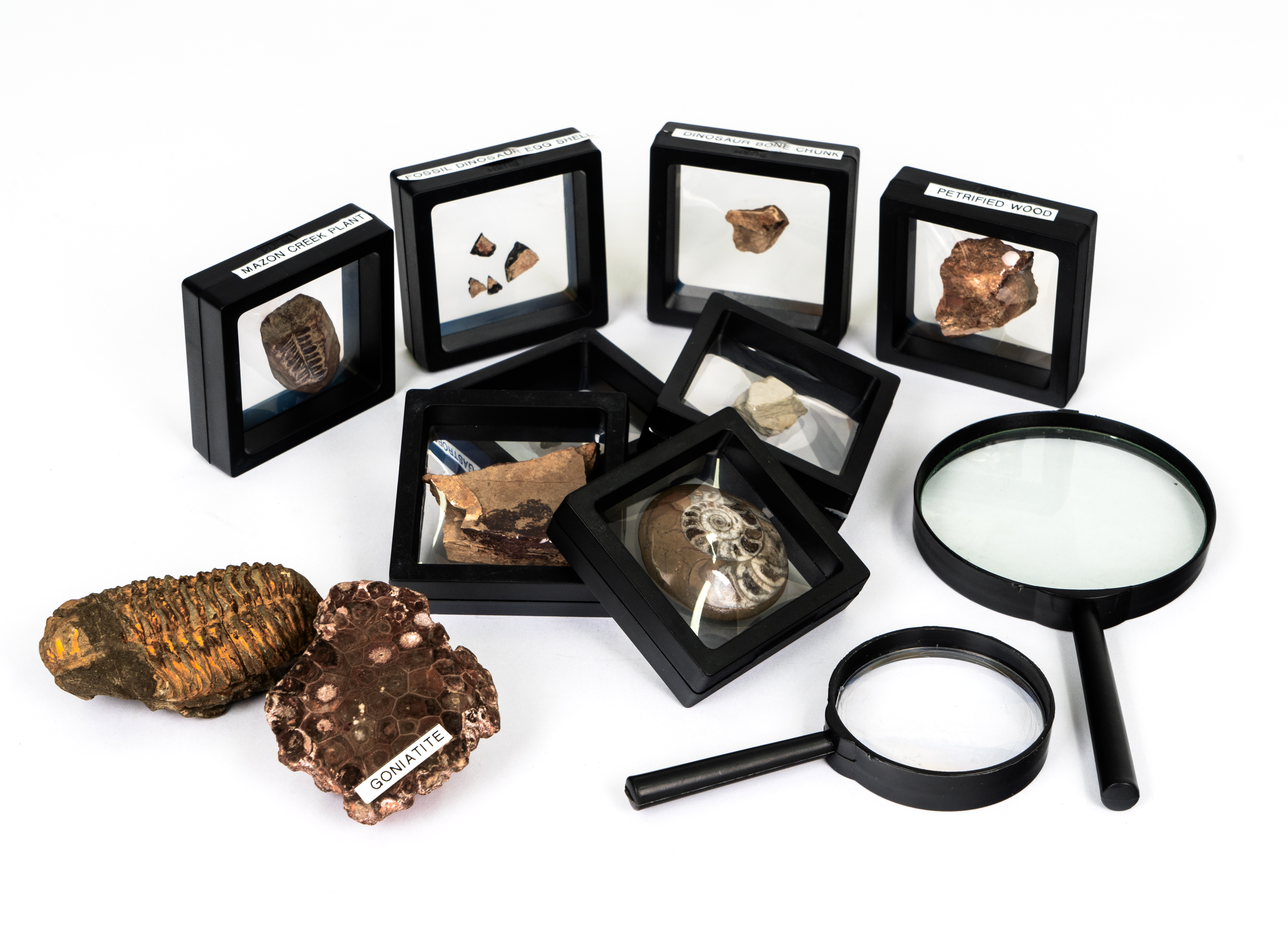 Collection of Fossils HC146/1-10