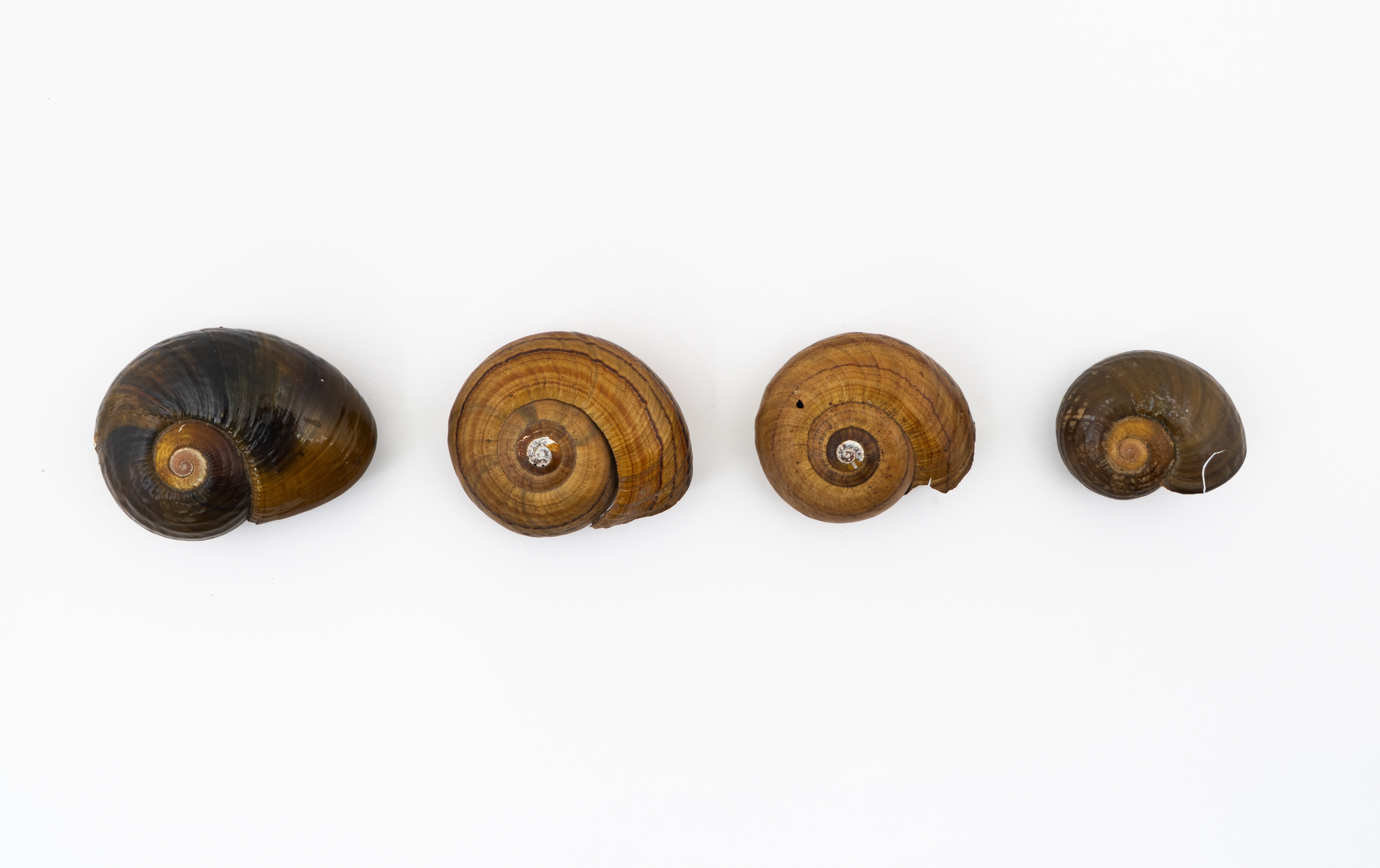 Kauri Snail Shells HC114