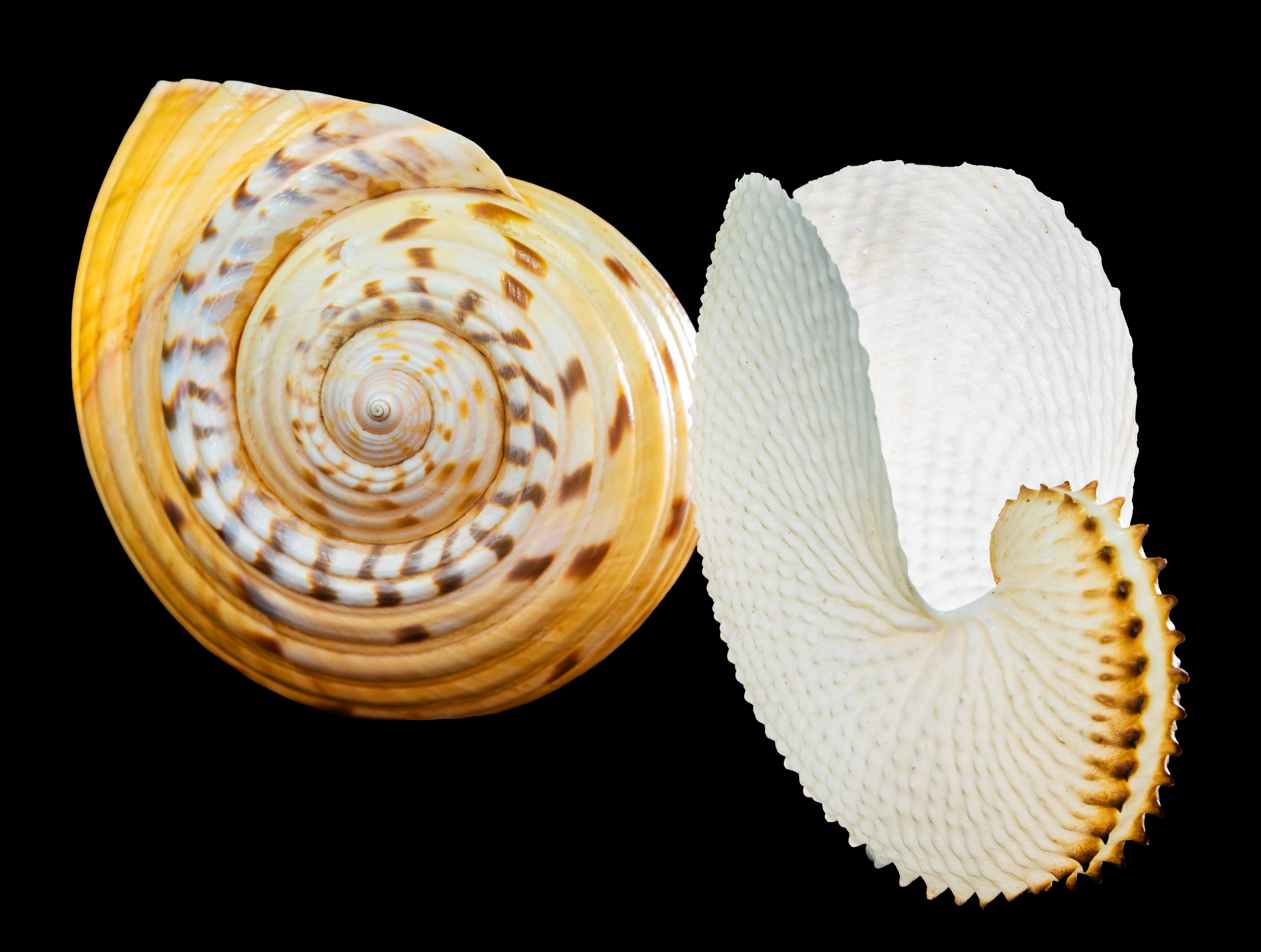 Shells, Paper Nautilus & Cask HC117/1-2